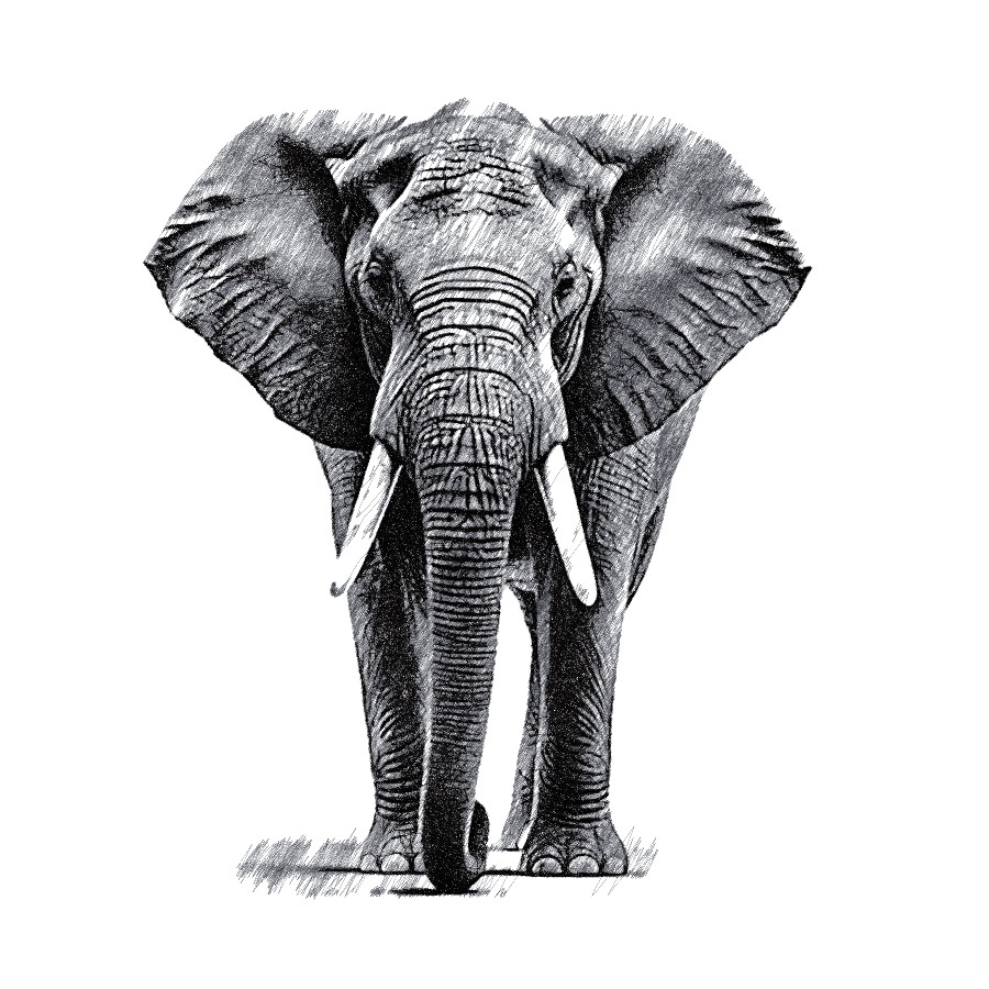 Elephant1