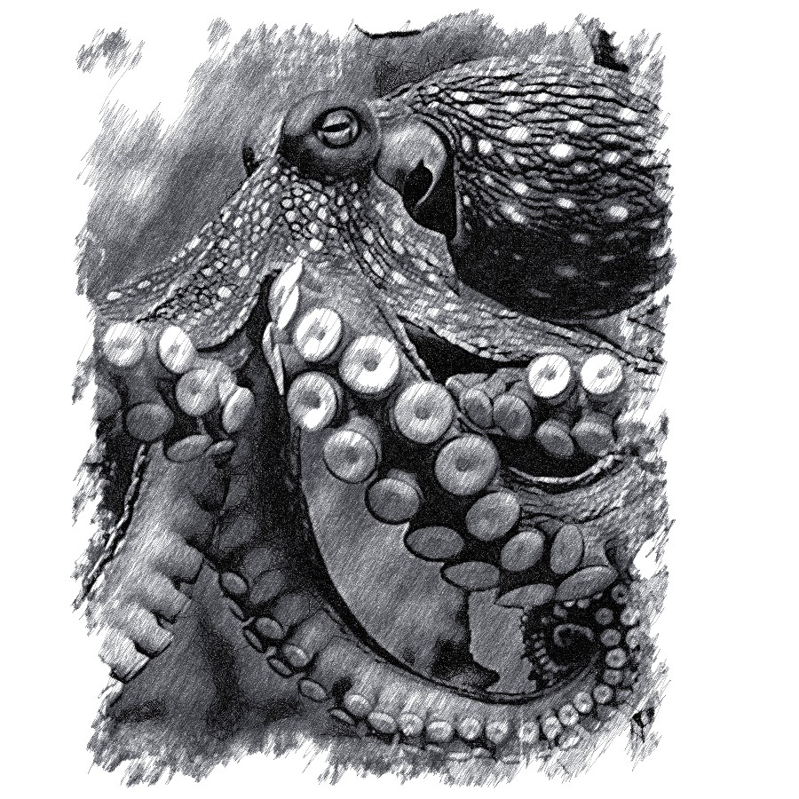 Octopus1
