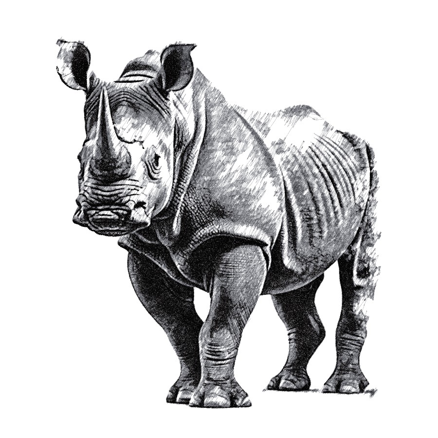 Rhinoceros1